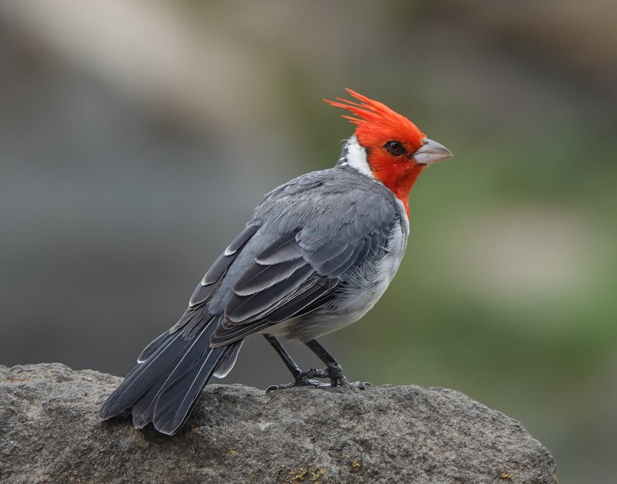 Red-crested Cardinal - ML539826401