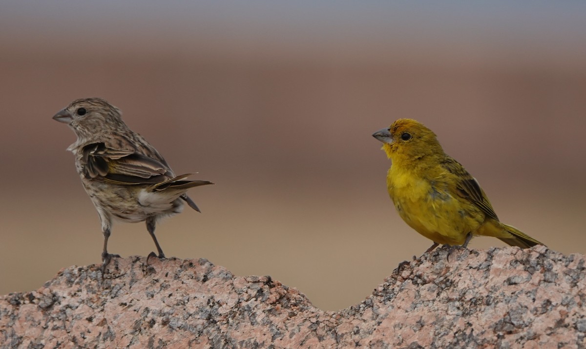 Saffron Finch - ML539826621