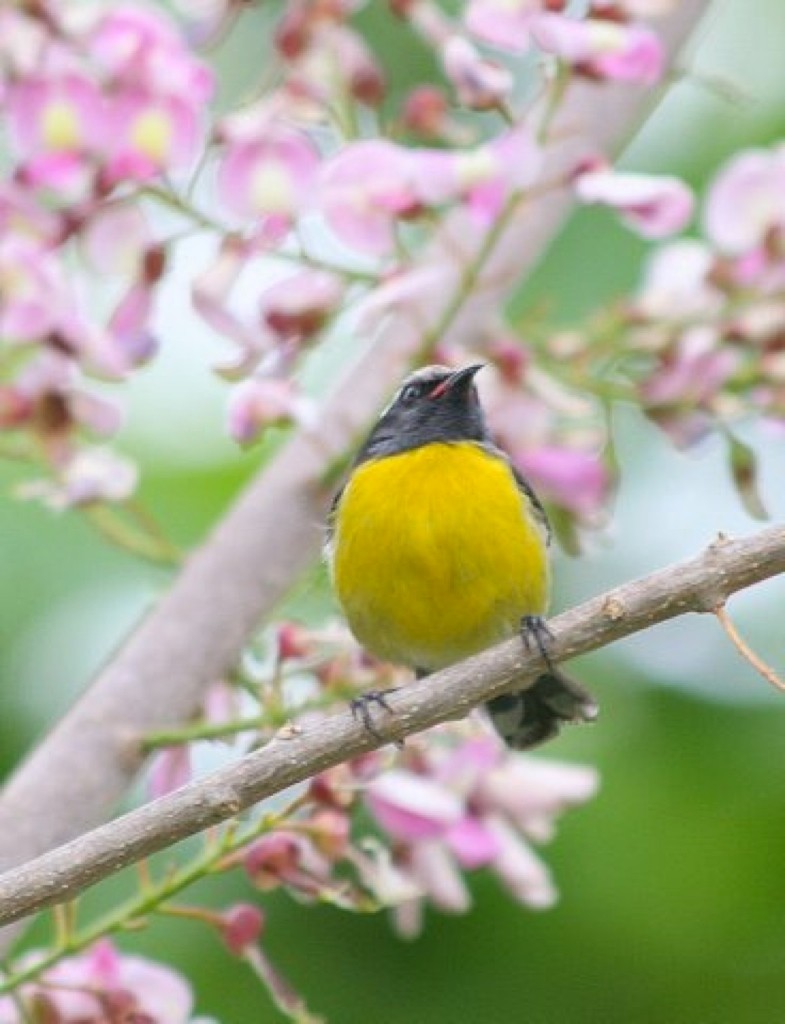 Bananaquit - ML539826681