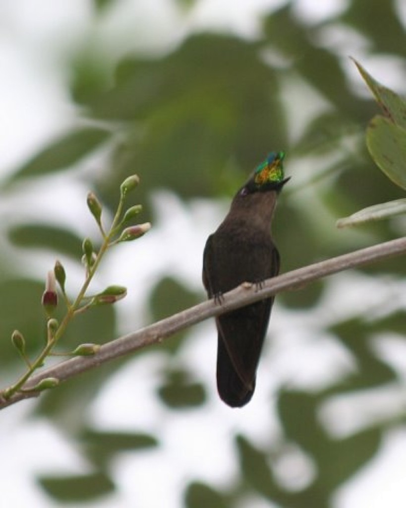 Antillean Crested Hummingbird - ML539827031