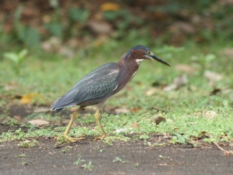 Green Heron - ML539827281