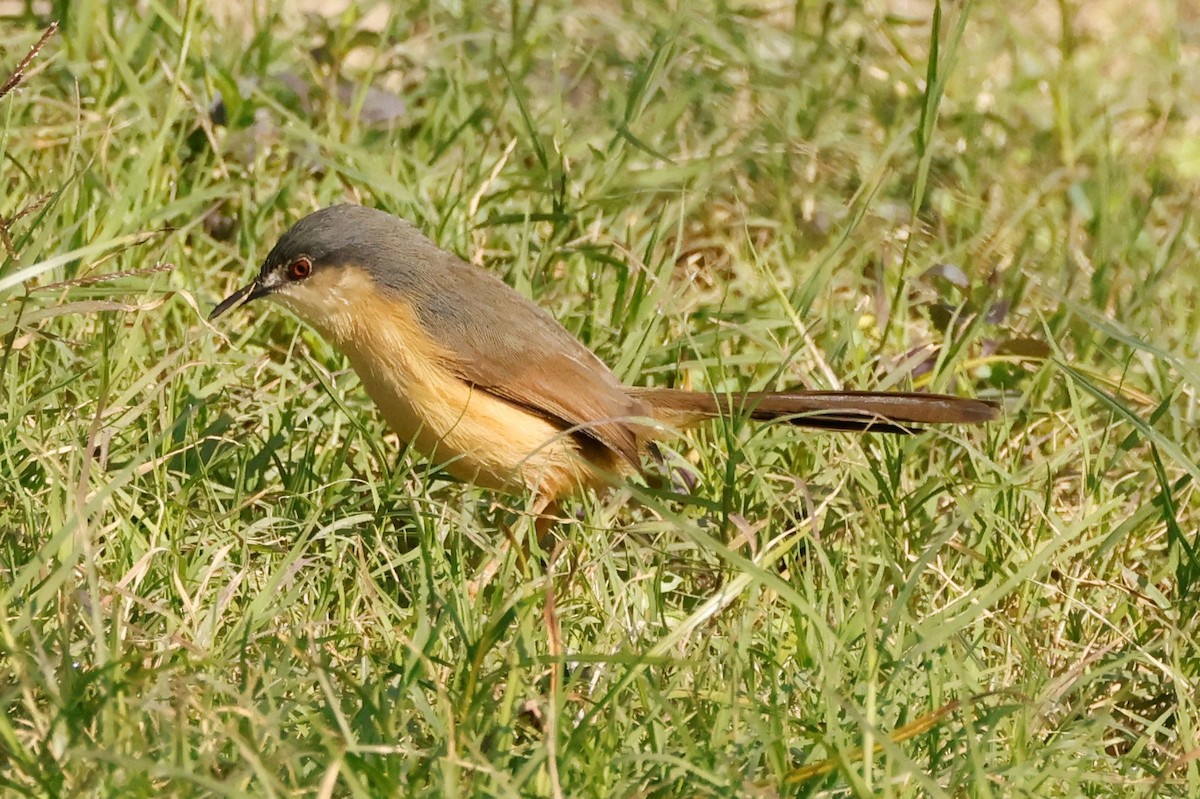 Ashy Prinia - ML539827521
