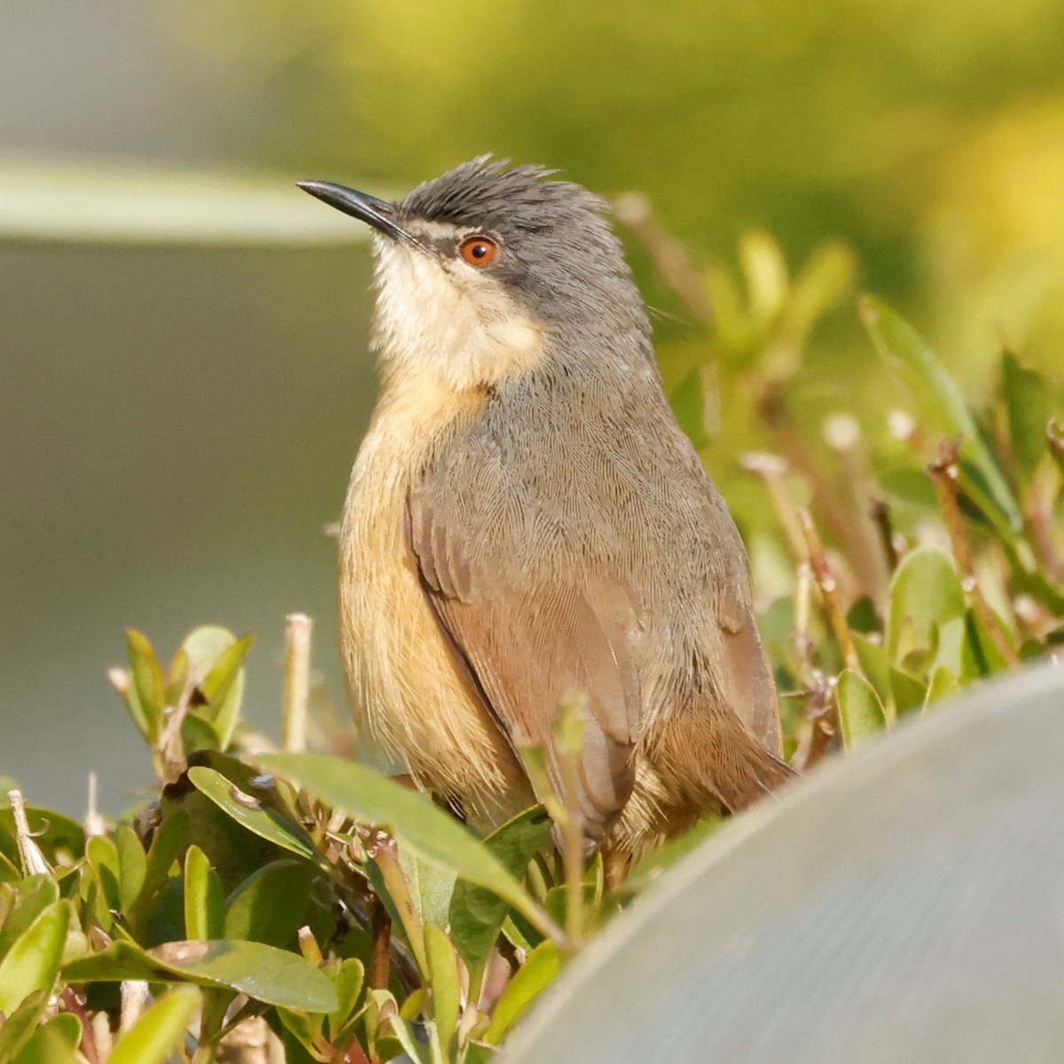 Ashy Prinia - ML539827531