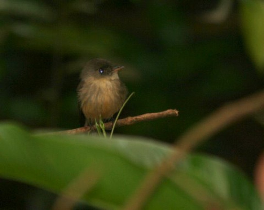 Lesser Antillean Pewee - ML539827781