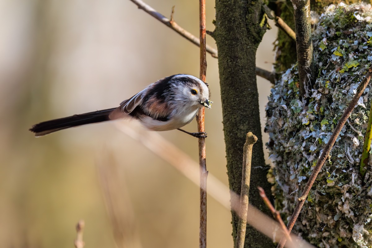 Long-tailed Tit - Jonas Traber