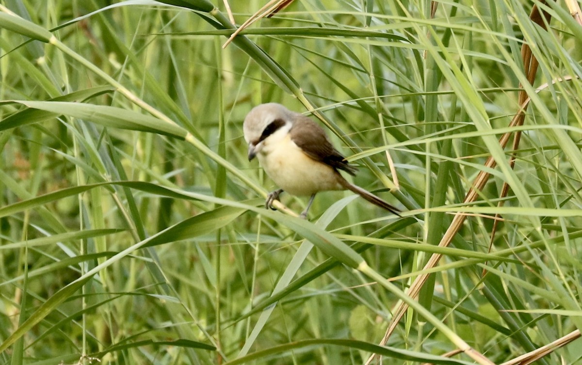 Brown Shrike - ML539828151