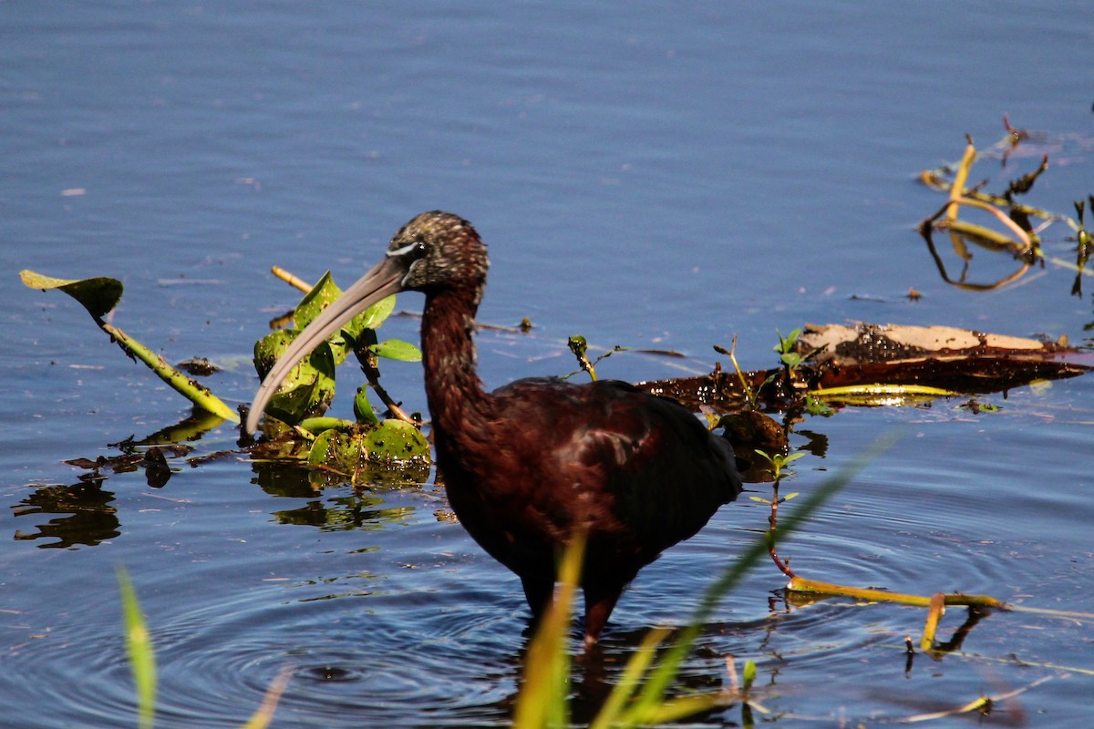 Glossy Ibis - ML539828341