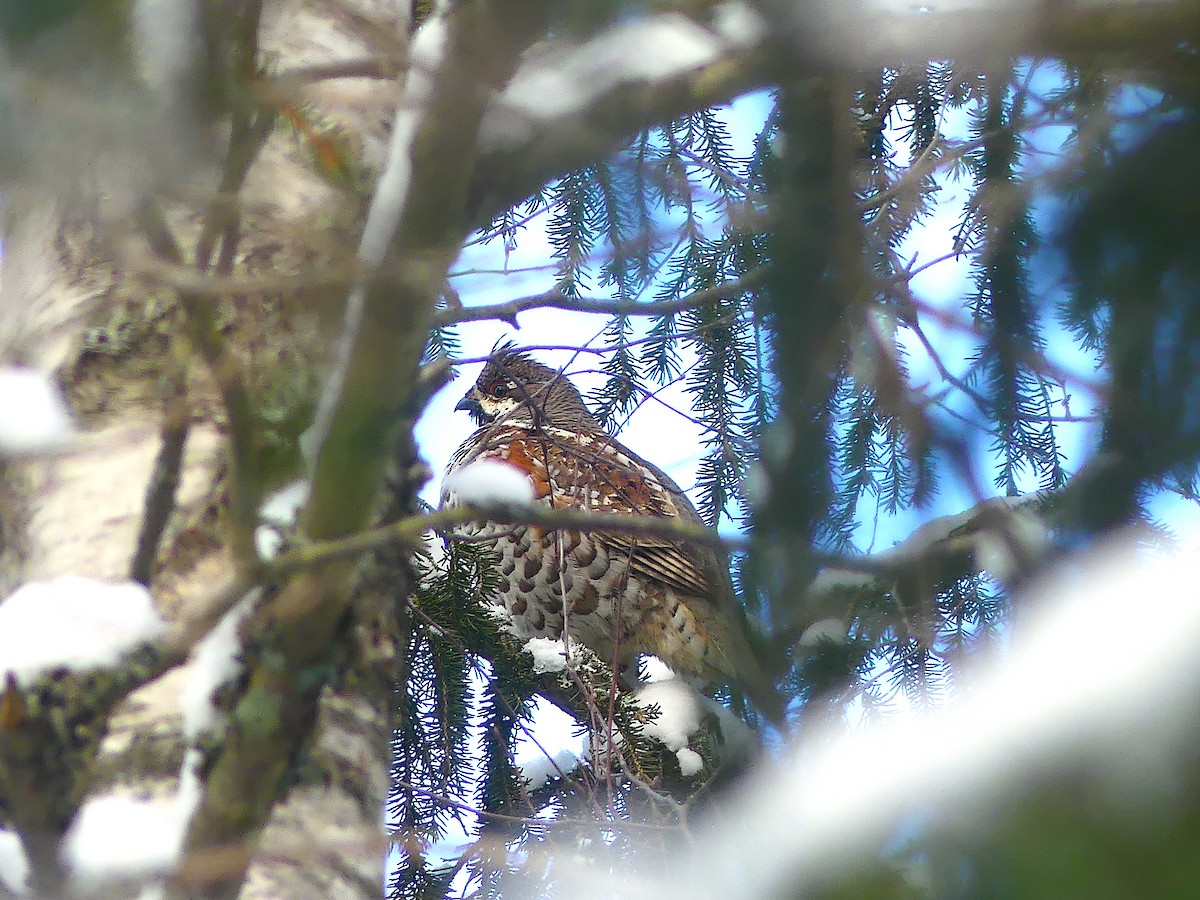 Hazel Grouse - ML539829331