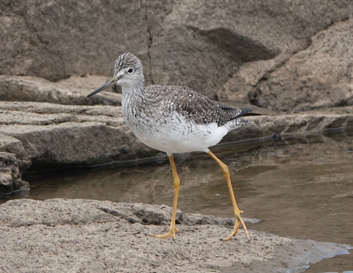 Greater Yellowlegs - ML539829491