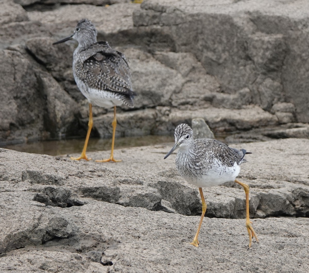 Greater Yellowlegs - ML539829511