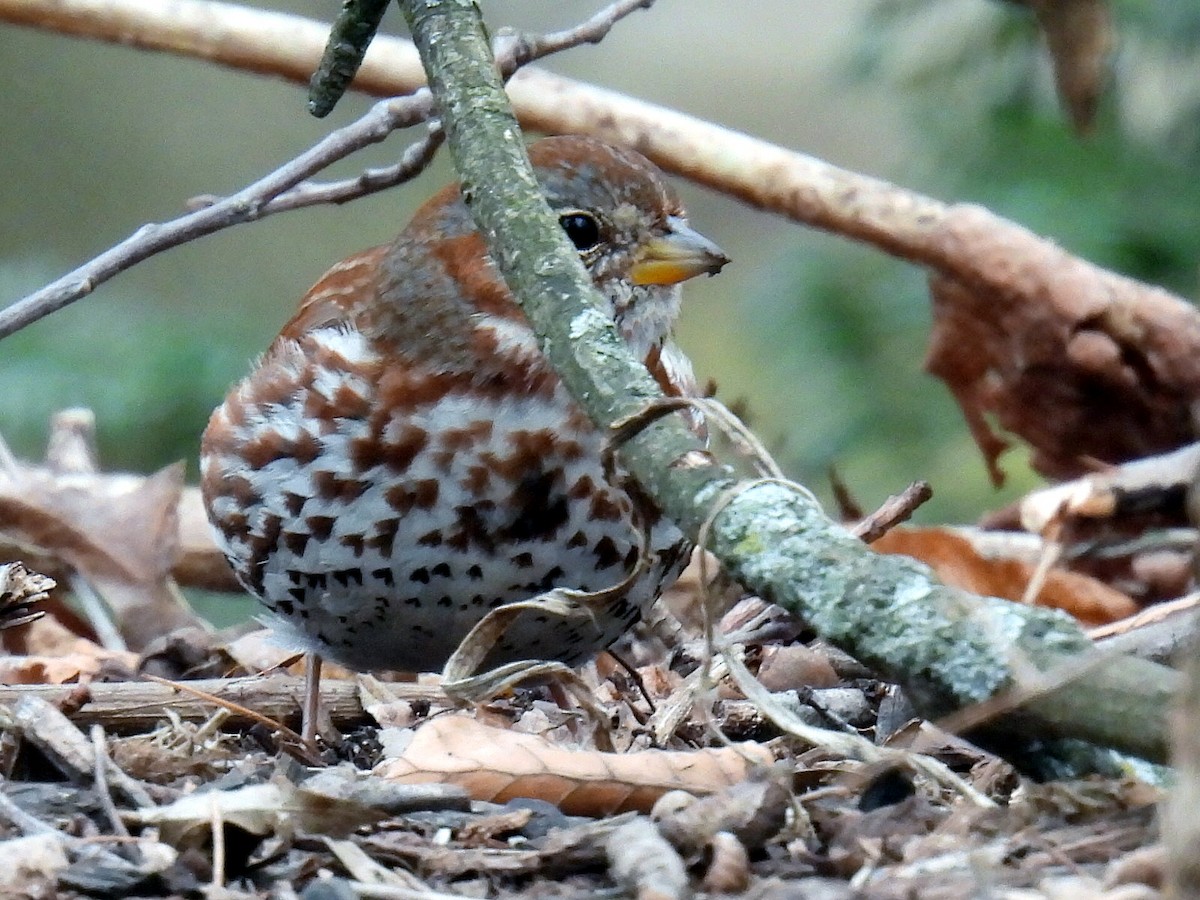 Fox Sparrow - ML539829791