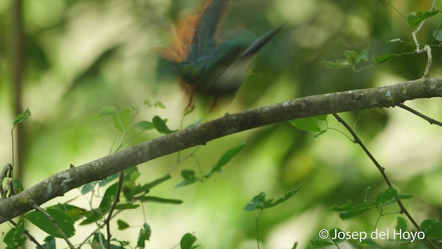 Jacamar à queue rousse - ML539830171