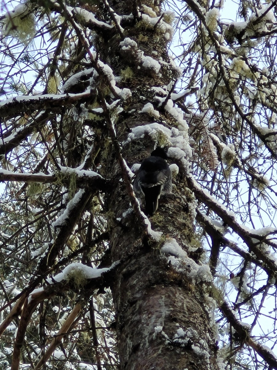 Black-backed Woodpecker - ML539830321