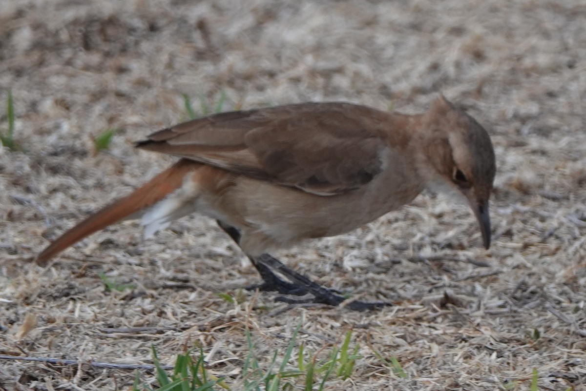 Rufous Hornero - ML539830331