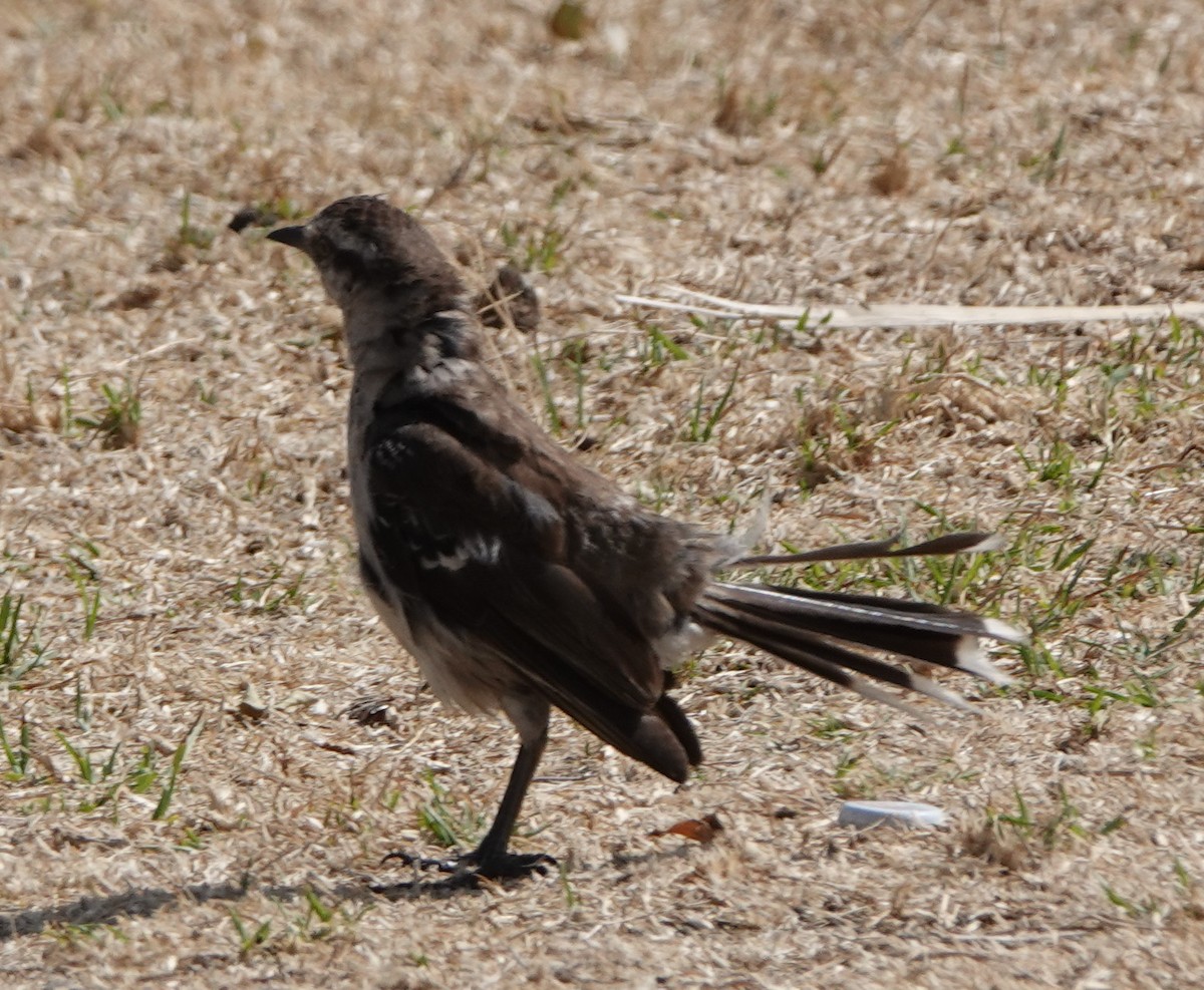 Chalk-browed Mockingbird - ML539830491