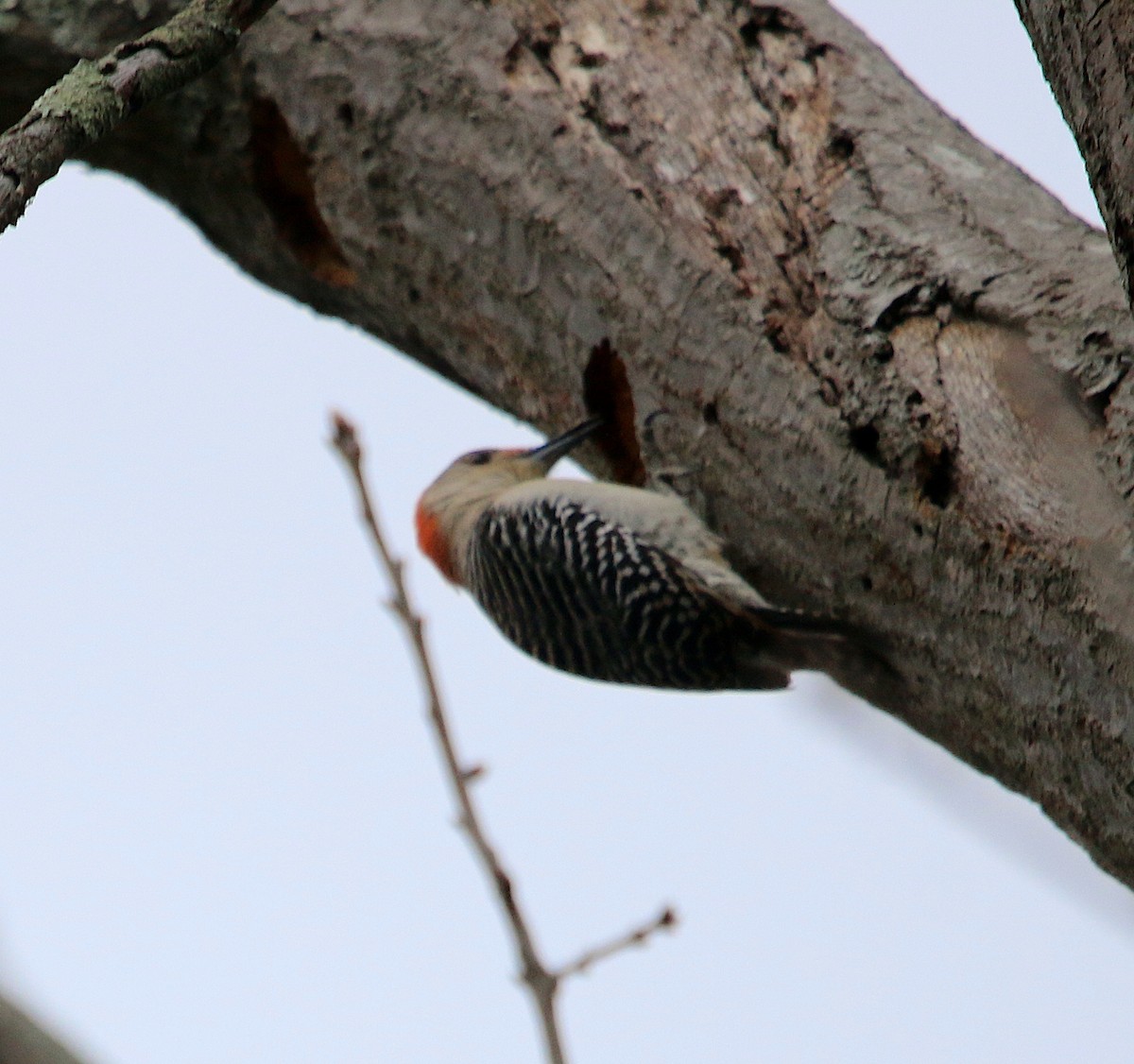 Red-bellied Woodpecker - ML539830561