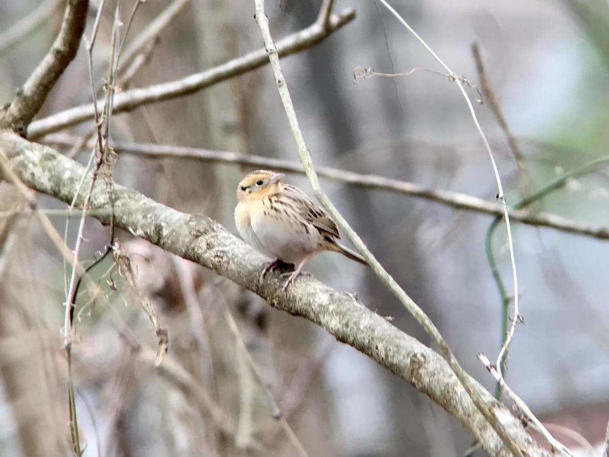 LeConte's Sparrow - ML539830591