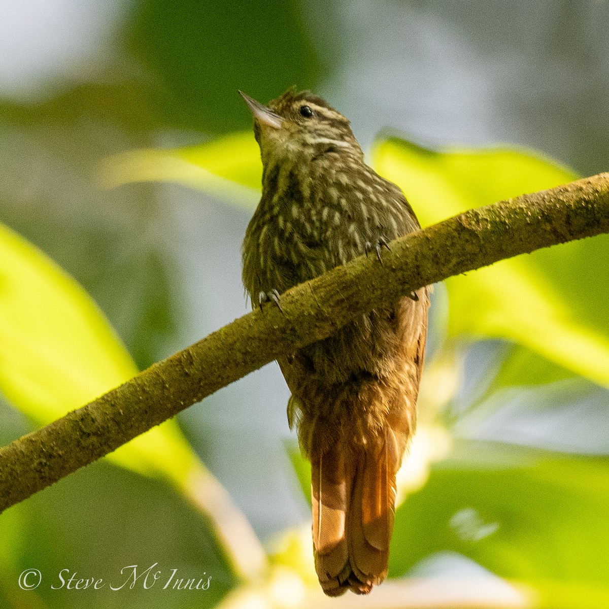 Streaked Xenops - ML539832011