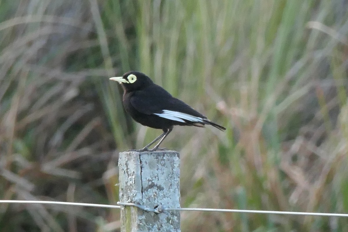 Spectacled Tyrant - ML539832971
