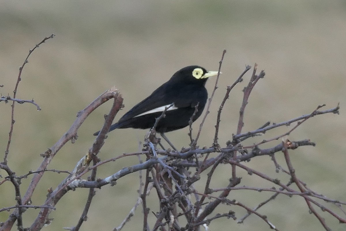 Spectacled Tyrant - ML539832981