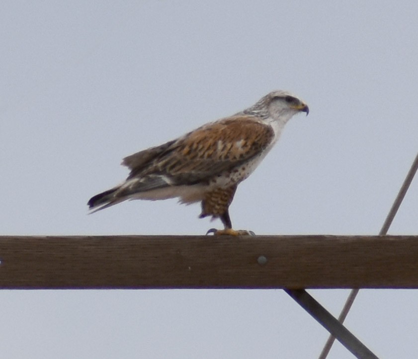 Ferruginous Hawk - ML539833411