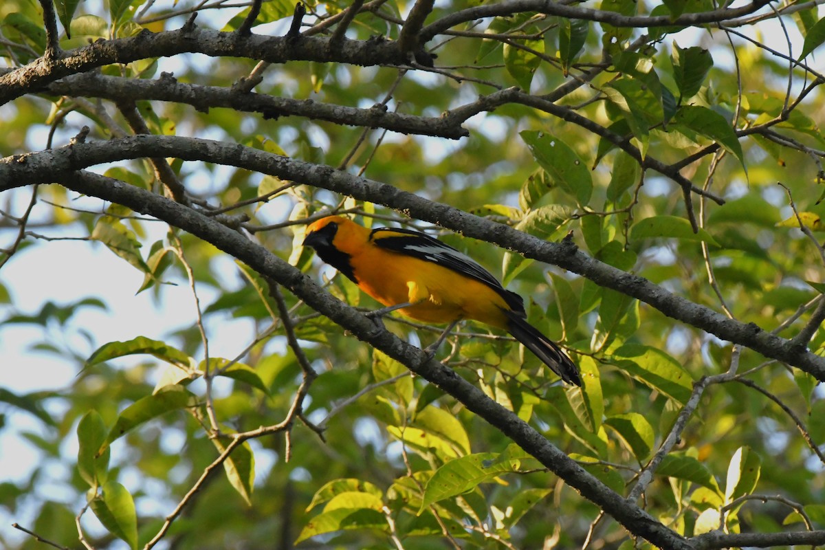 Oriole à gros bec - ML539833981