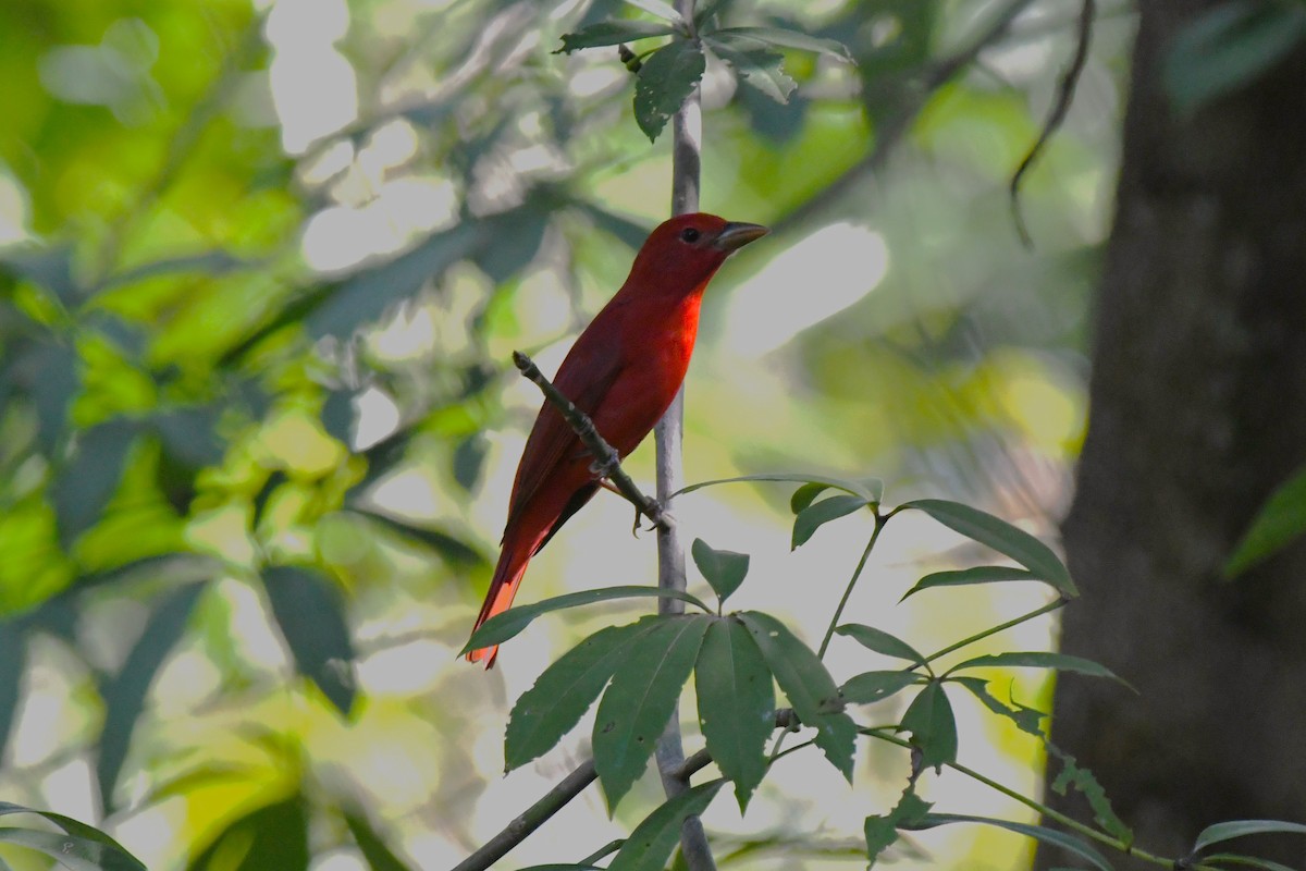 Summer Tanager - Timothy White