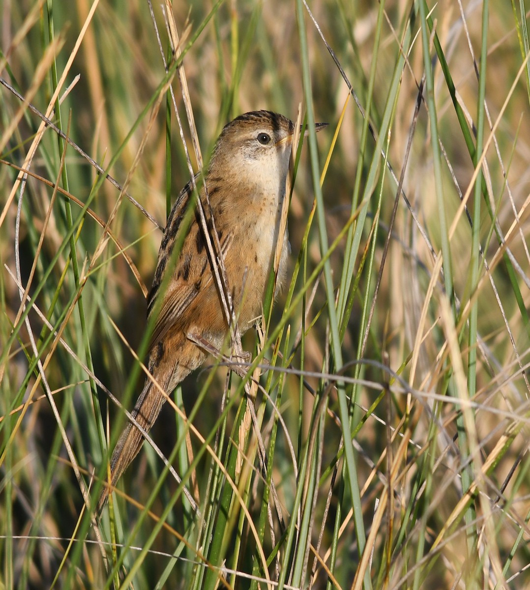 Bay-capped Wren-Spinetail - ML539835131