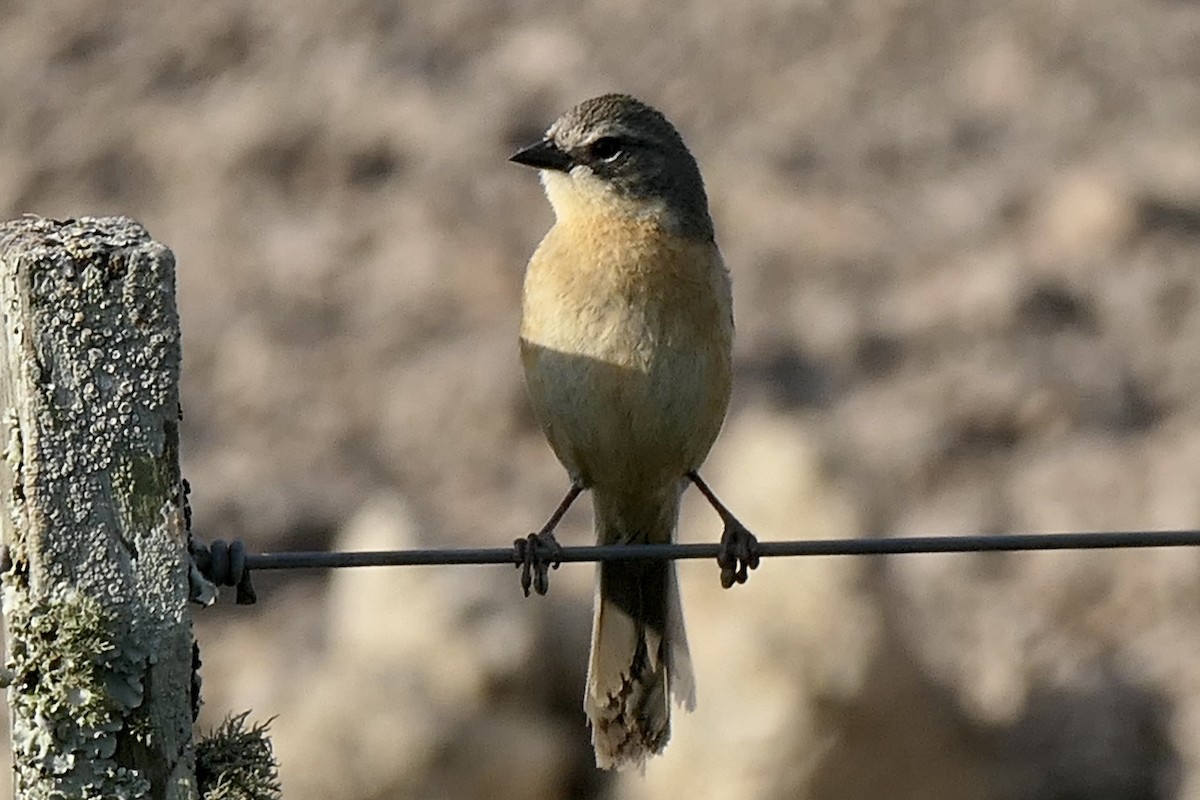 Long-tailed Reed Finch - ML539835921