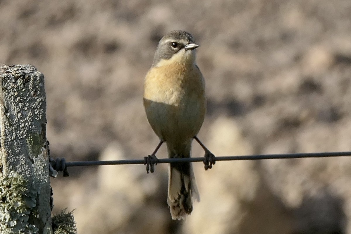 Long-tailed Reed Finch - ML539835931