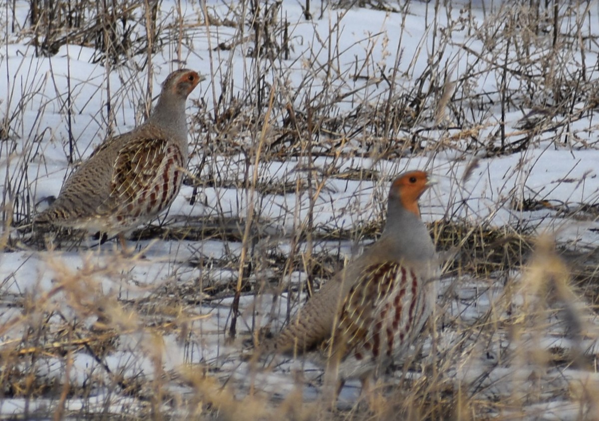 Gray Partridge - ML539836171