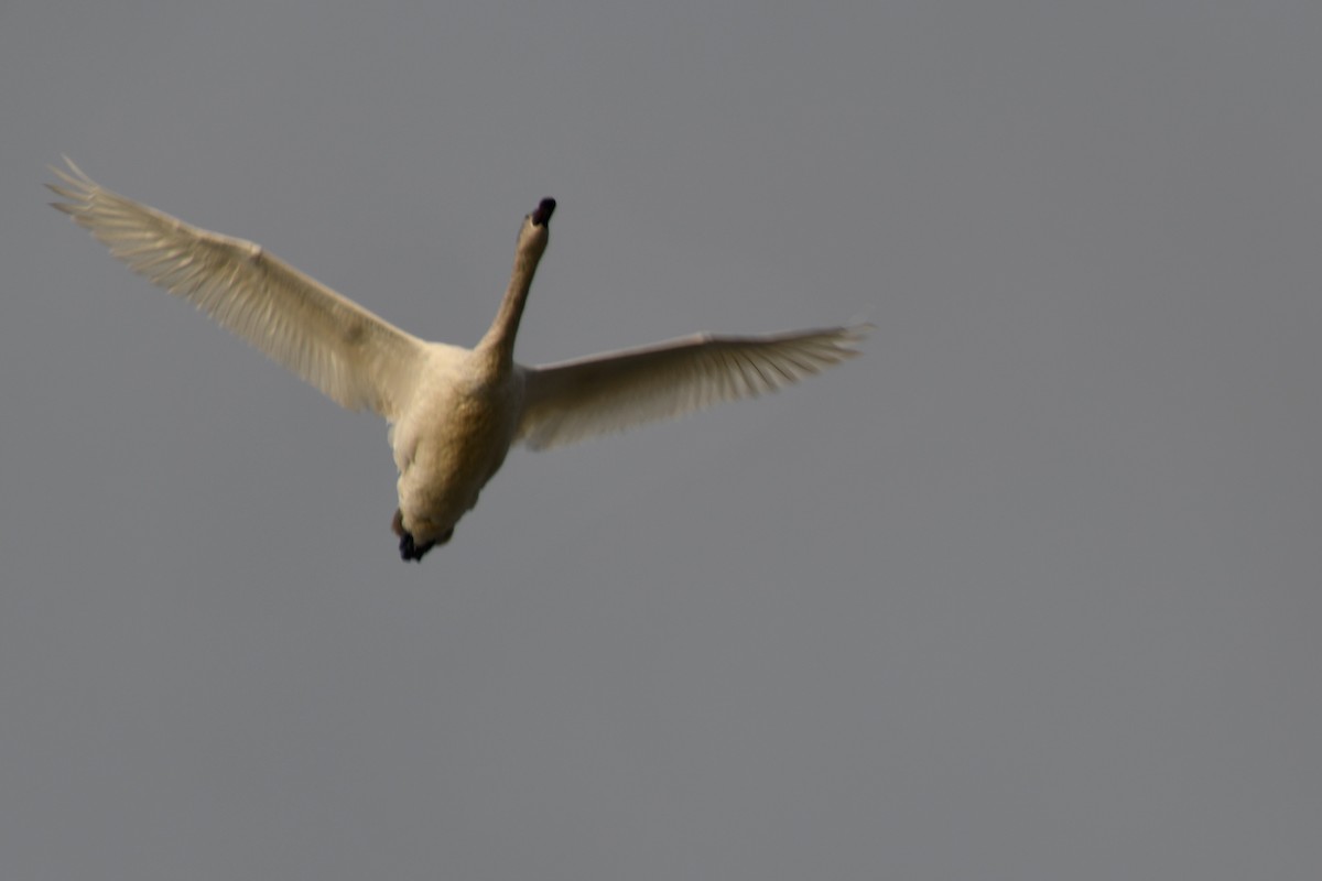 Tundra Swan - ML539838501