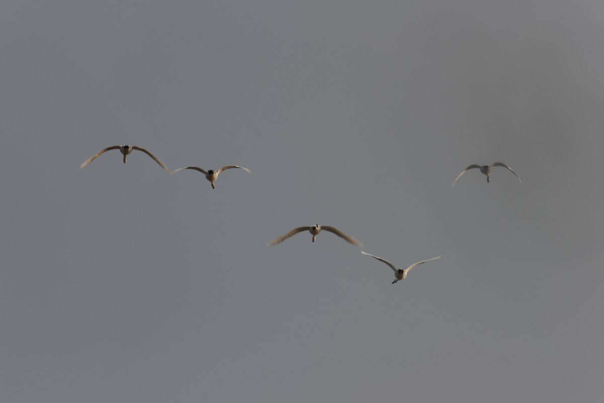 Tundra Swan - ML539839161