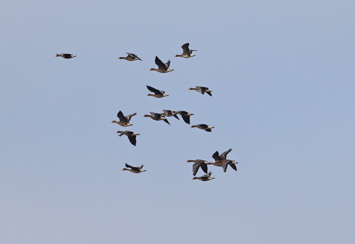 Greater White-fronted Goose - ML539839231