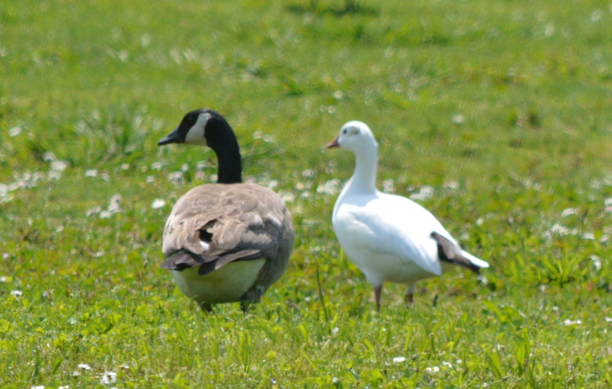 Ross's Goose - ML53984251