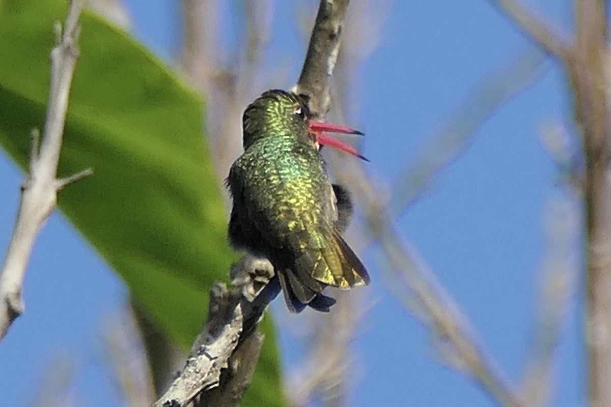 Gilded Hummingbird - ML539842981