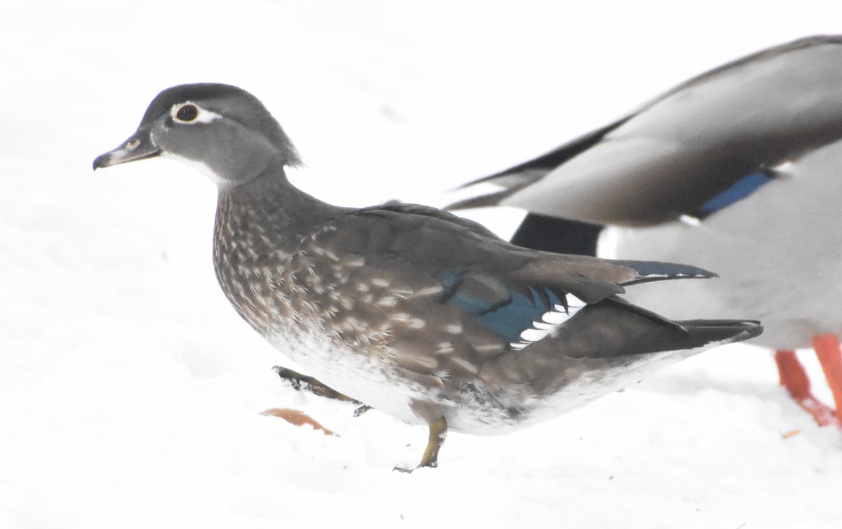 Wood Duck - ML539843551