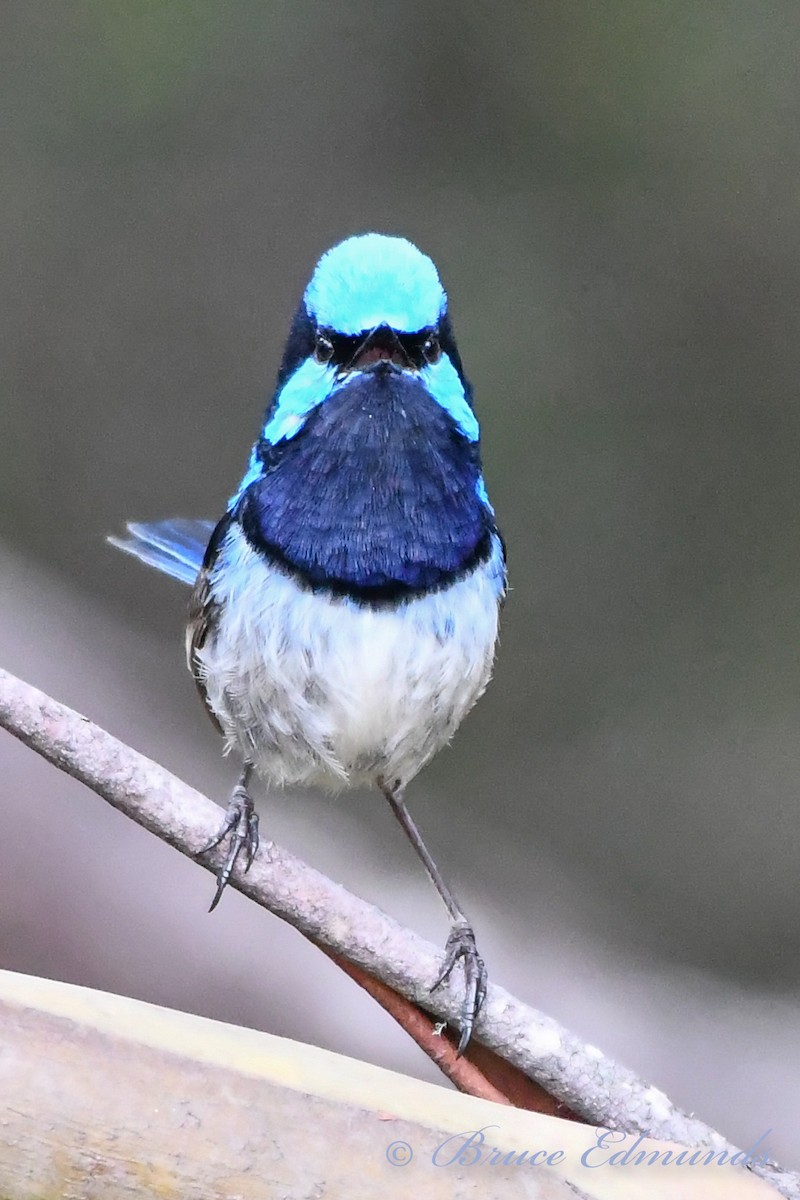 Superb Fairywren - ML539844491