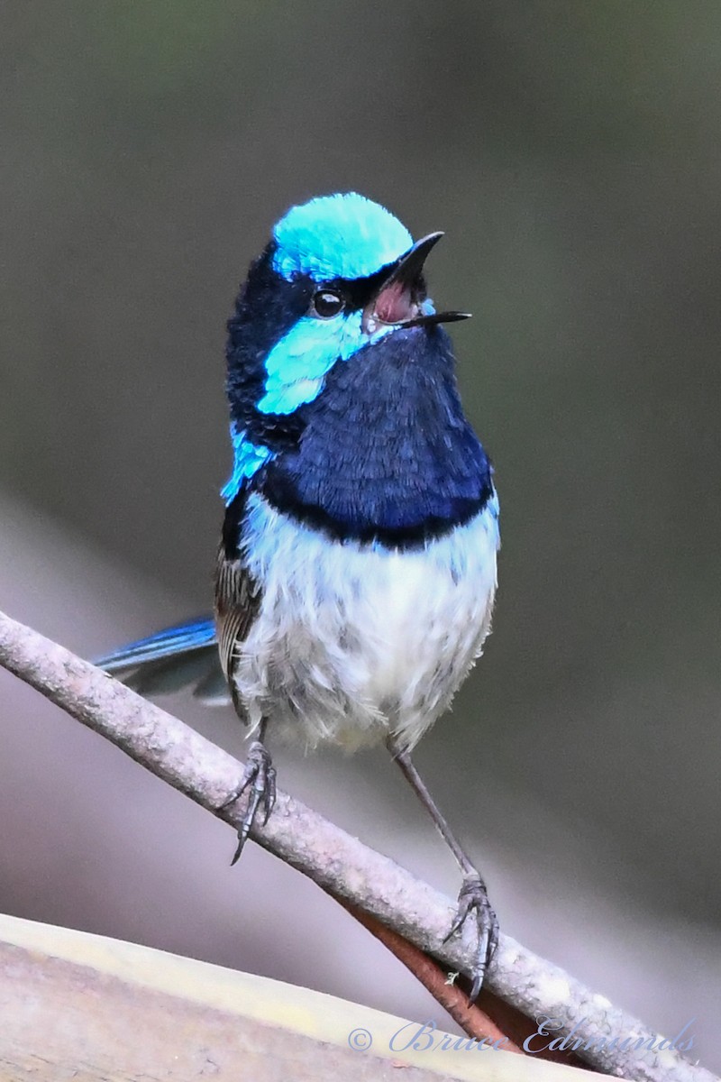 Superb Fairywren - ML539844501