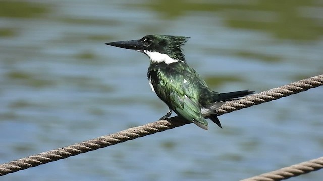 Martín Pescador Amazónico - ML539844731