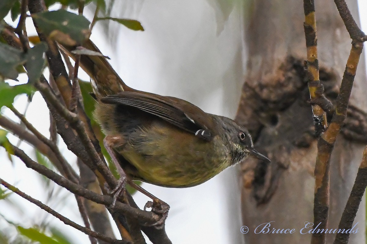 Tasmanian Scrubwren - ML539844761