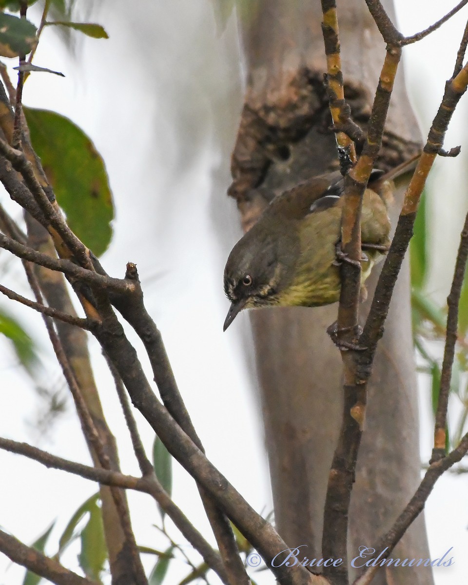 Tasmanian Scrubwren - ML539844771
