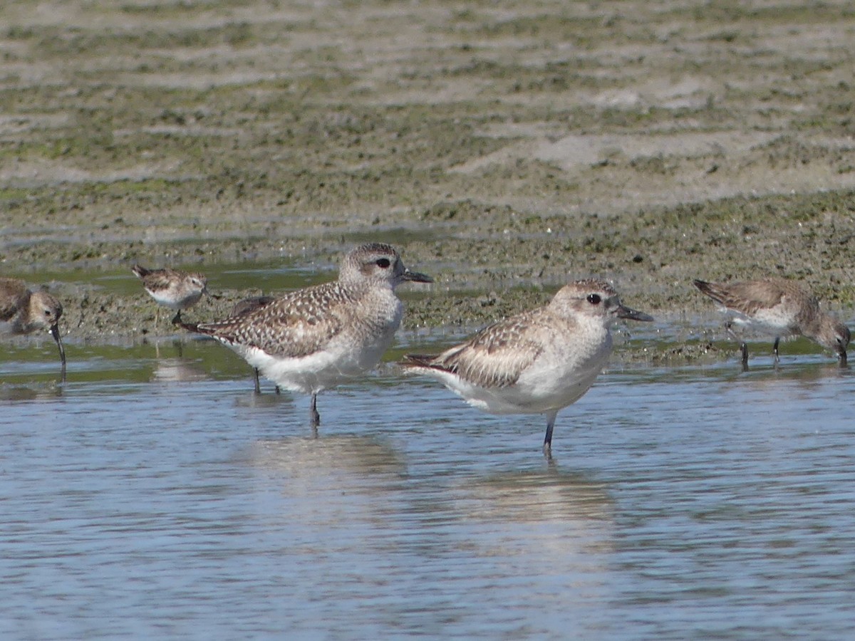 Black-bellied Plover - ML539844831