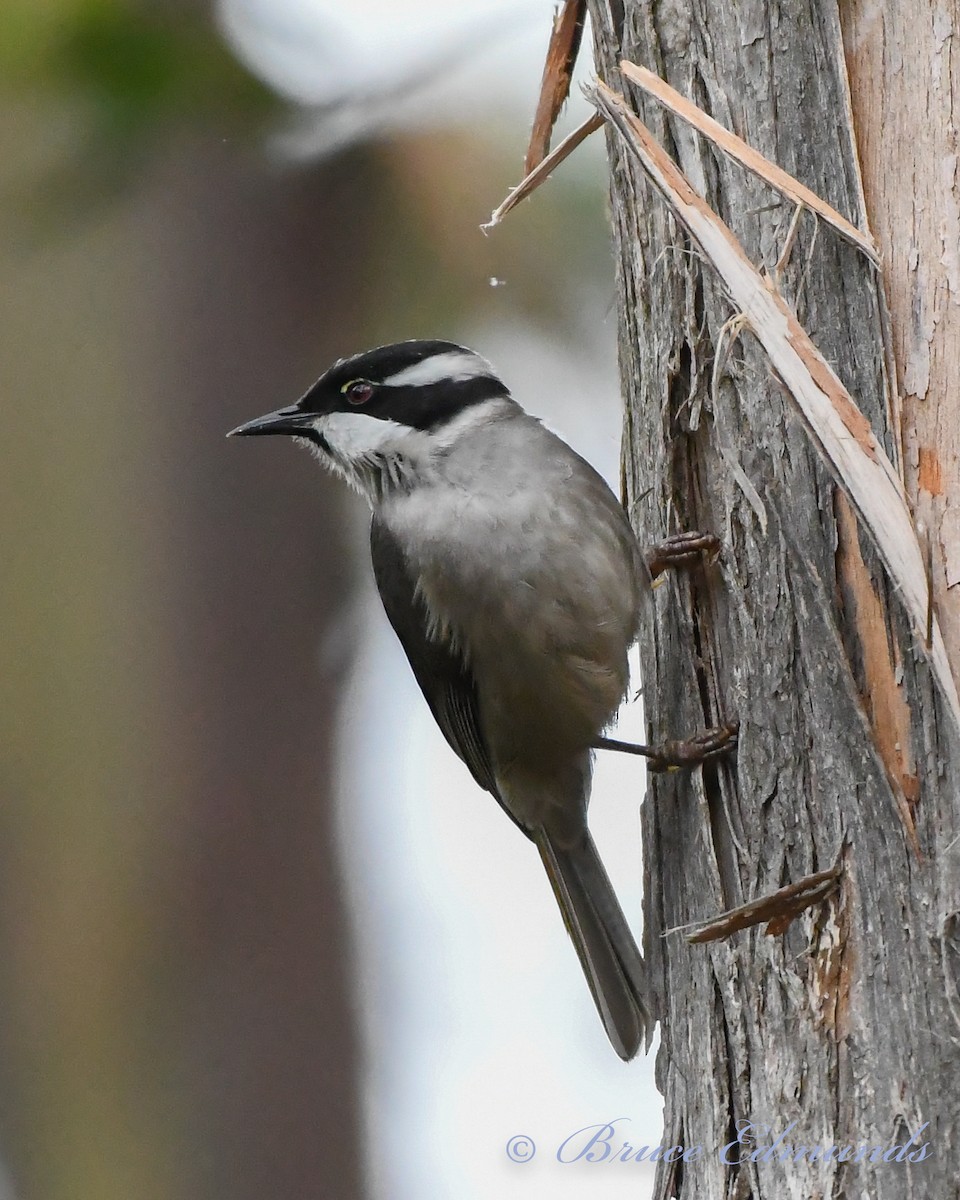 Strong-billed Honeyeater - ML539844871
