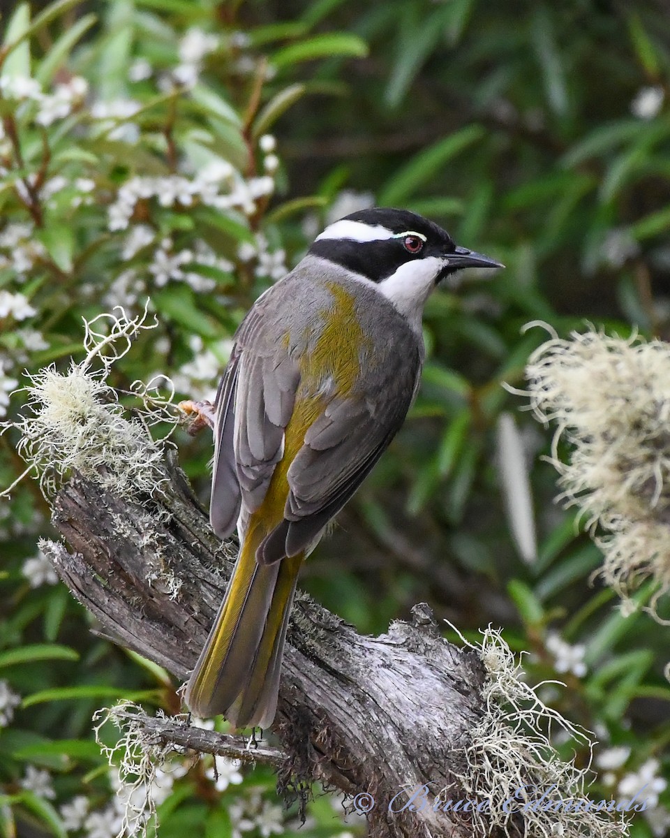Strong-billed Honeyeater - ML539844881