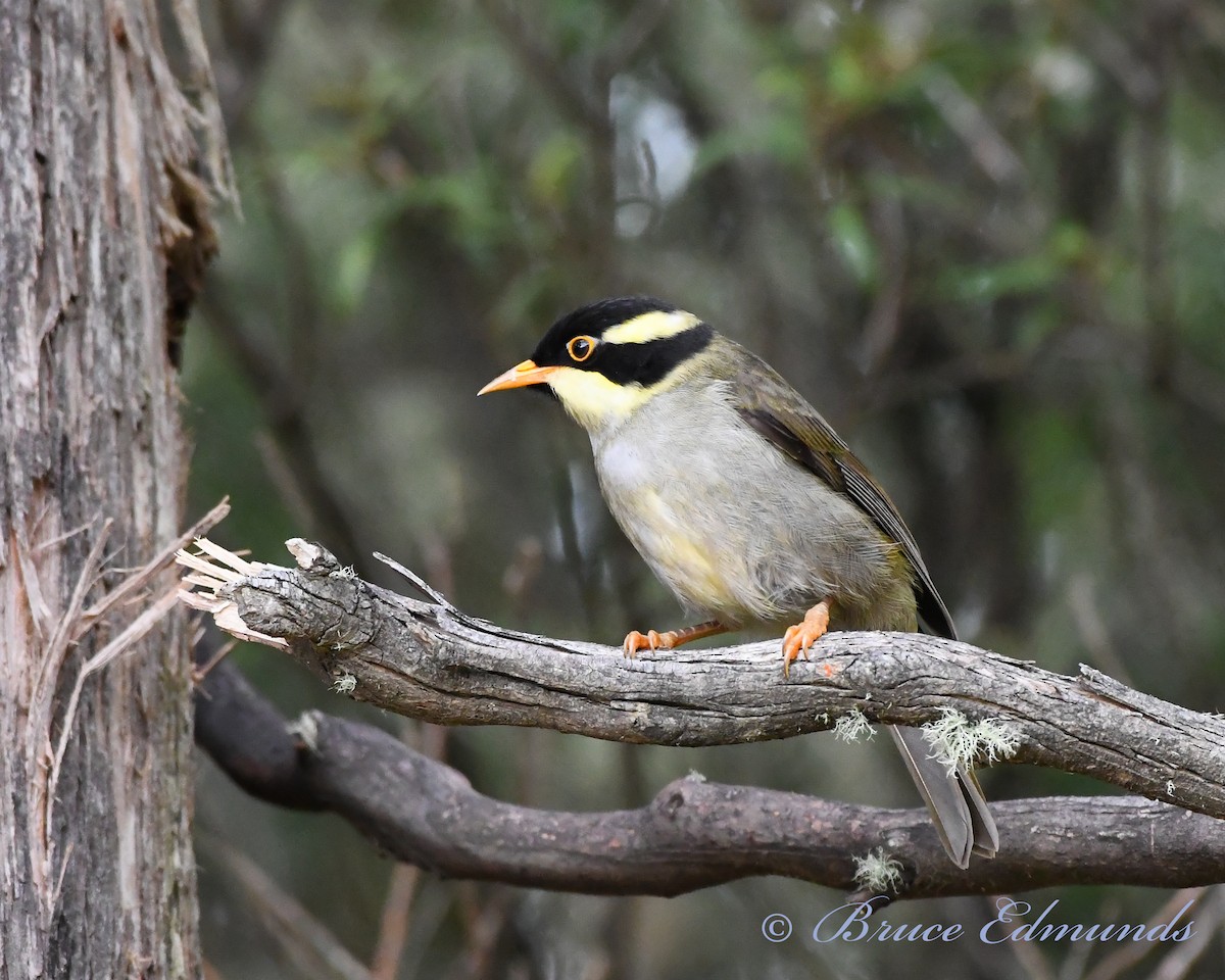 Strong-billed Honeyeater - ML539844901