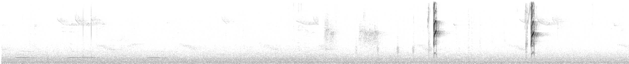チャバラマユミソサザイ - ML539845