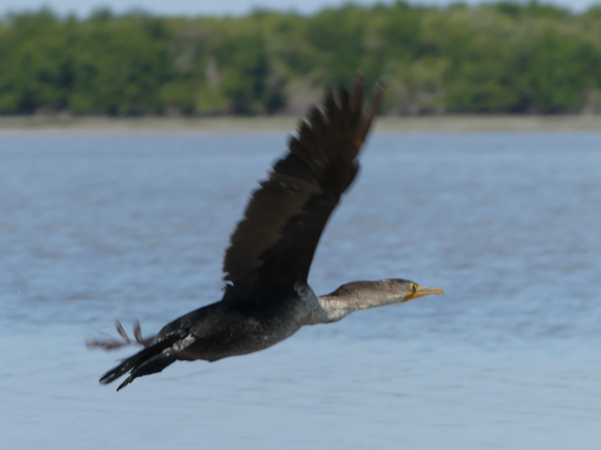 Double-crested Cormorant - ML539845041