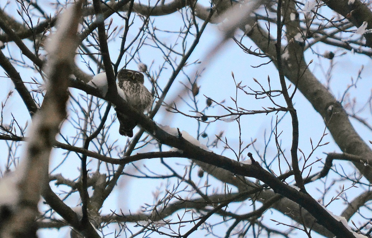 Eurasian Pygmy-Owl - Robin Ziegler