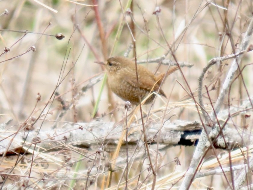 Winter Wren - ML539845211